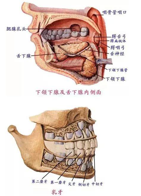 嘴巴器官